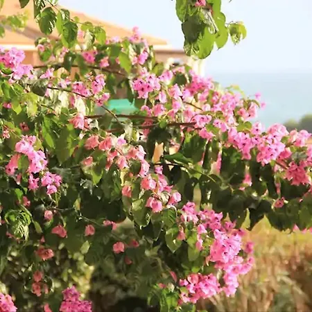 L'oasis, Cap Esterel Διαμέρισμα *